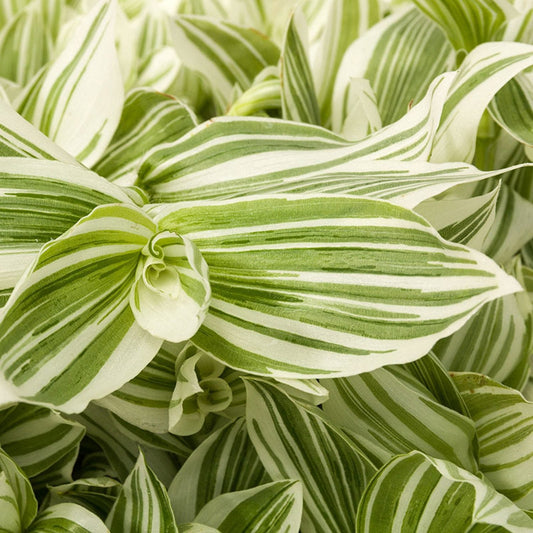 Close-up of lush green and white striped leaves of Pistachio™ White Spiderwort (Tradescantia), densely packed, with pointed tips and a glossy look - Photo Courtesy of Ball Horticulture, Inc.