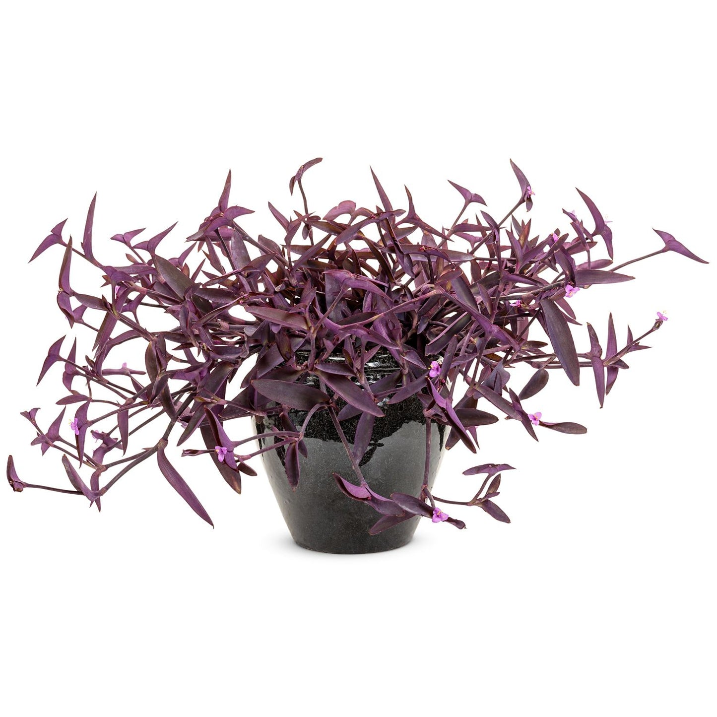A black ceramic pot holds a bushy 'Purple Queen' Purple Spiderwort (Tradescantia) with long, slender purple leaves and small purple flowers, showcasing its striking foliage - Photo Courtesy of Proven Winners, Inc. Decorative pot not included.