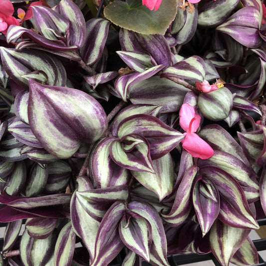 Wandering Jew Purple Spiderwort (Tradescantia) - Photo Property of Garden Crossings LLC