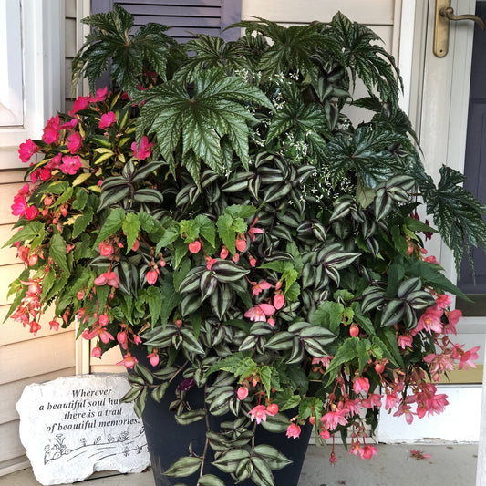 A large potted Wandering Jew Purple Spiderwort (Tradescantia), with green and silver striped leaves and pink flowers, sits on the porch. Nearby, a stone plaque says, "Wherever a beautiful soul has been, there is a trail of beautiful memories - Photo Property of Garden Crossings LLC. Decorative pot not included.