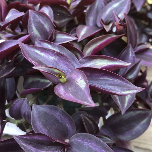 Close-up of Wandering Jew Purple Spiderwort (Tradescantia) leaves, featuring deep purple and green tones with elongated, pointed shapes and glossy surfaces - Photo Courtesy of Proven Winners, Inc.