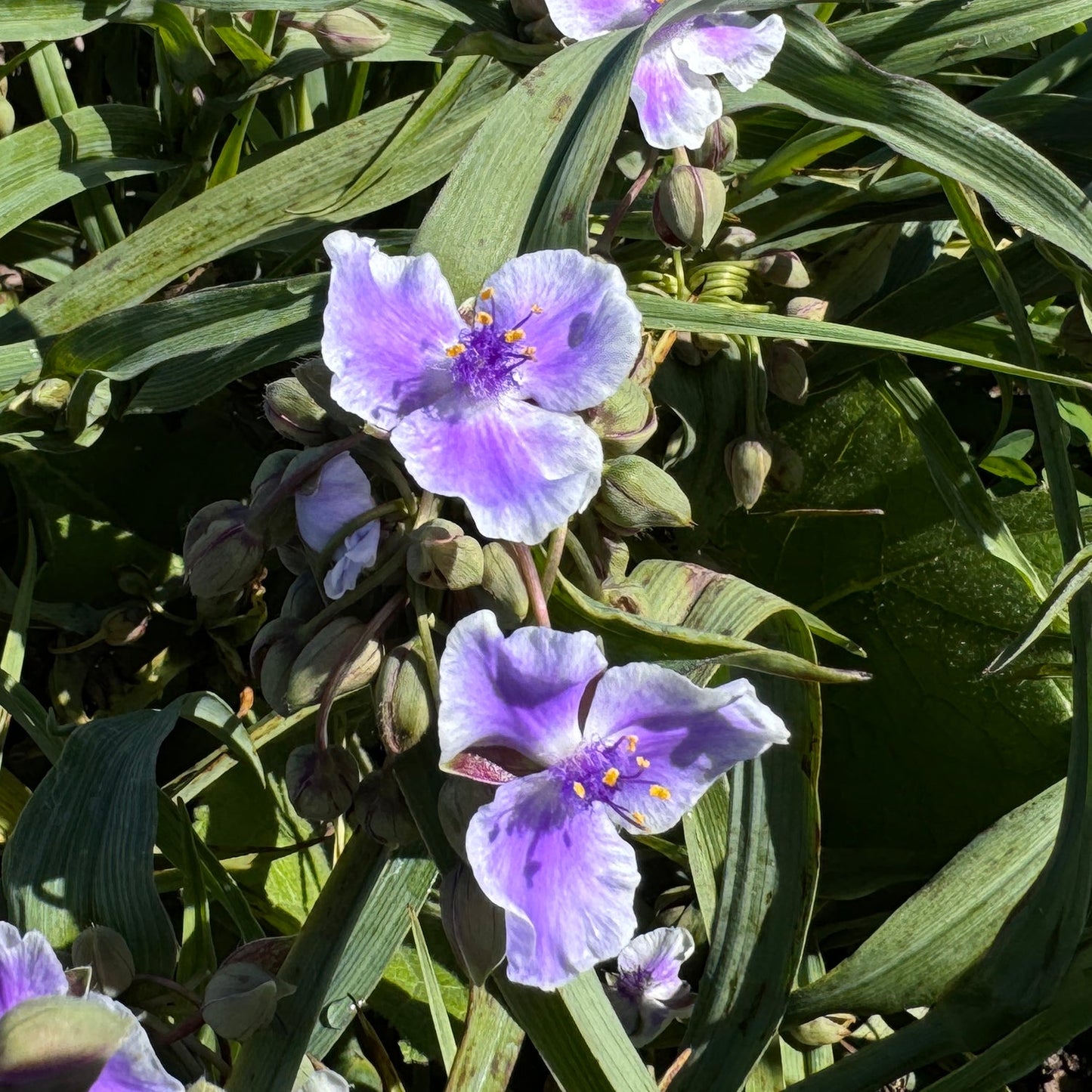 Three 'Webmaster' Spiderwort (Tradescantia) blooms with light purple petals and yellow stamens rise among long, narrow green leaves and many unopened buds in sunlight - Photo Property of Garden Crossings LLC.
