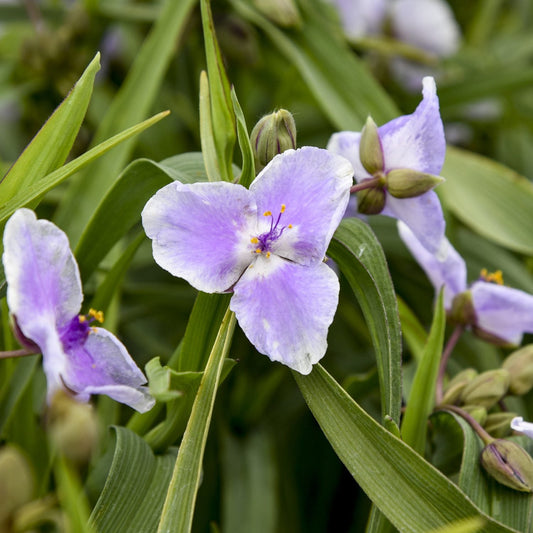 Close-up of a 'Webmaster' Spiderwort (Tradescantia) flower with three purple petals, yellow stamens, and long green leaves. Other similar perennial flowers and buds appear among the surrounding foliage - Photo Courtesy of Proven Winners, Inc.
