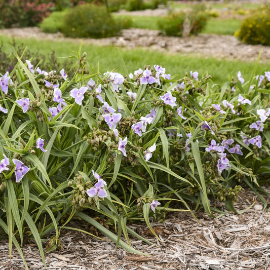 'Webmaster' Spiderwort (Tradescantia) features slender green leaves and small purple flowers, thriving in mulched garden beds among grass and lush greenery - Photo Courtesy of Proven Winners, Inc.