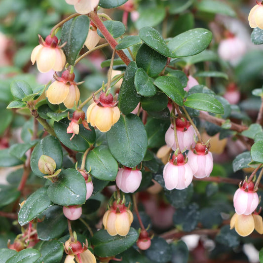 Candybox™ Chilean Guava (Ugni) - Photo Courtesy of Proven Winners, Inc.