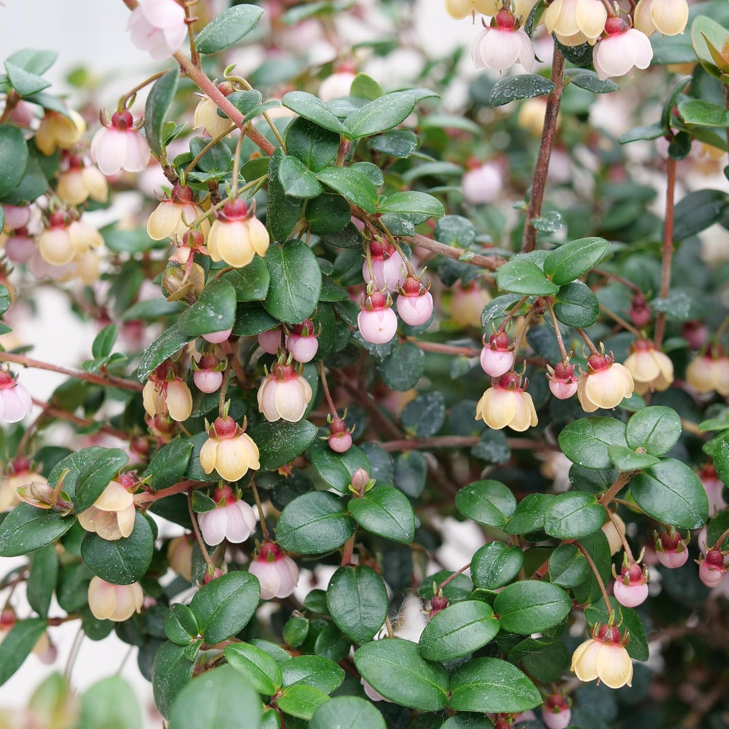 Close-up of Candybox™ Chilean Guava (Ugni), a glossy-leaved edible shrub with clusters of small, bell-shaped pale yellow and pink flowers that hang from the stems, creating a dense and colorful display - Photo Courtesy of Proven Winners, Inc.