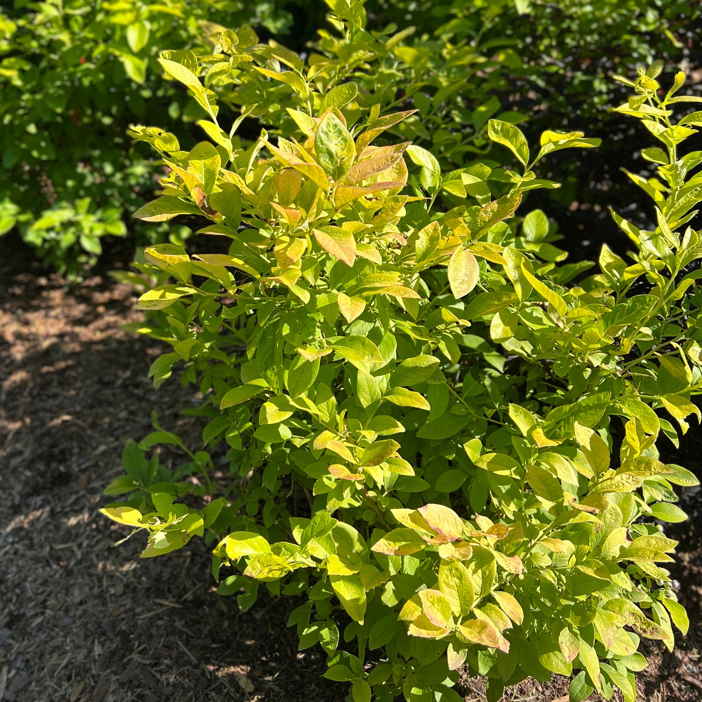 Sky Dew® Gold Vaccinium - Photo Property of Garden Crossings LLC