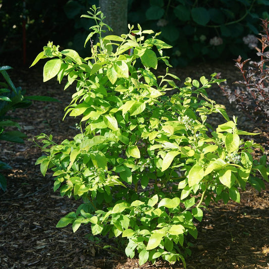 A lush Sky Dew® Gold Highbush Blueberry (Vaccinium) flourishes in a mulched garden bed among companion plants and shade, making it ideal for harvesting fresh blueberries.
