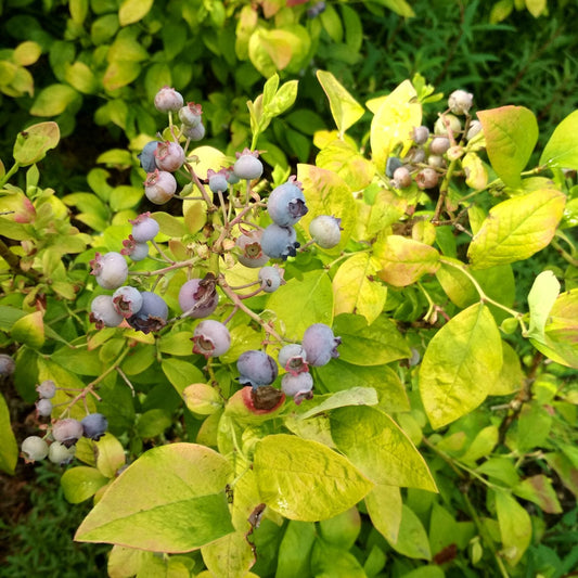 A cluster of ripe and unripe Sky Dew® Gold Highbush Blueberry (Vaccinium) grows on a shrub with green and yellowish leaves, illuminated by bright sunlight.