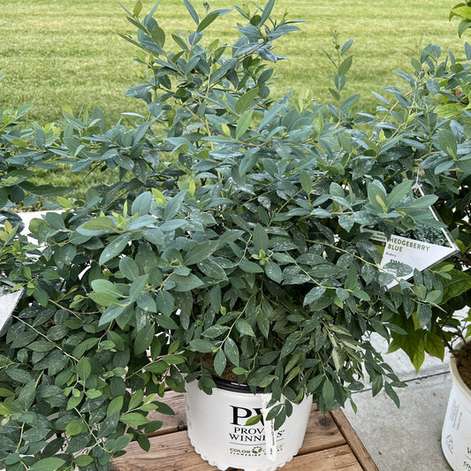 A Splendid!® Blue Highbush Blueberry (Vaccinium) plant with leafy green foliage grows in a white Proven Winners pot, placed on a wooden surface outdoors with grass visible in the background - Photo Property of Garden Crossings LLC.