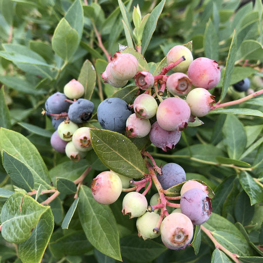 Clusters of blueberries in shades from green to pink to deep blue grow on the leafy Splendid!® Blue Highbush Blueberry (Vaccinium), a decorative blueberry plant - Photo Courtesy of Proven Winners, Inc.
