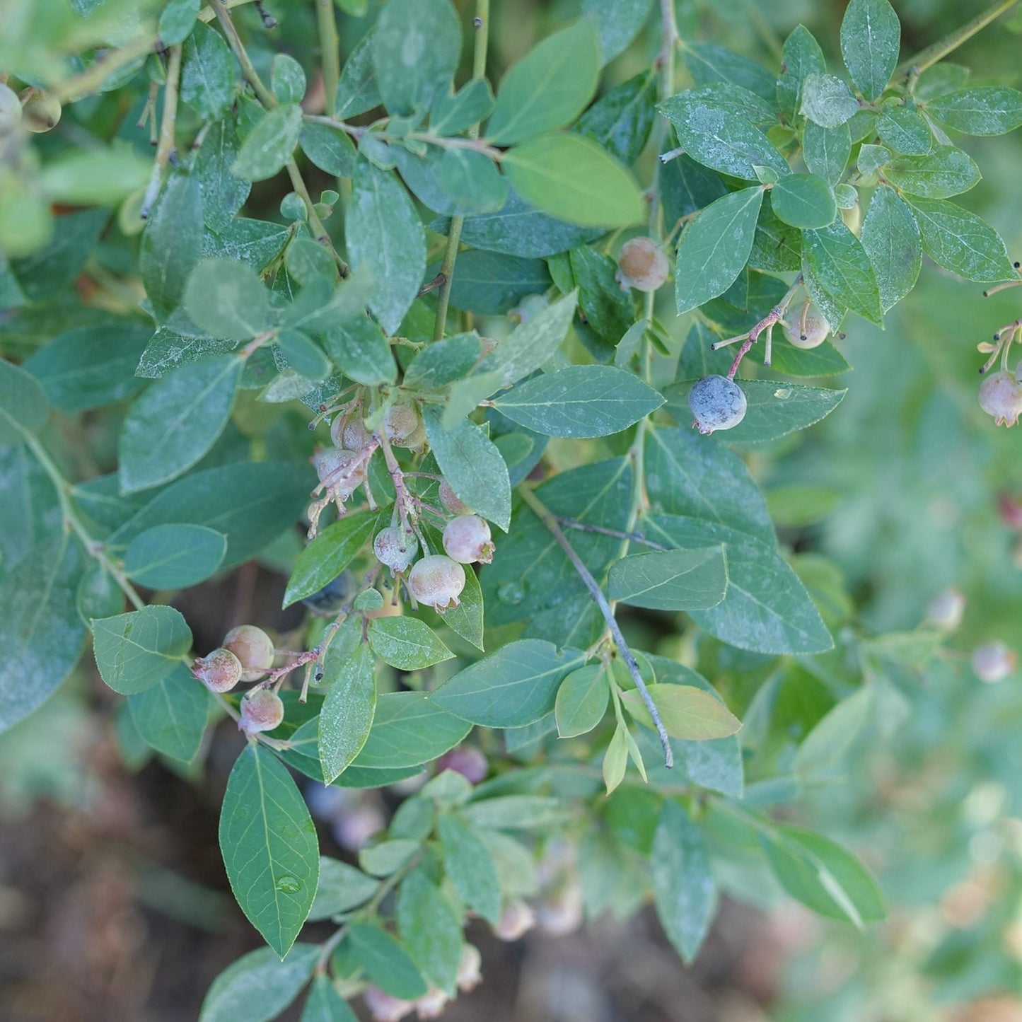 A close-up of the Splendid!® Blue Highbush Blueberry (Vaccinium) displays green leaves, clusters of unripe green and pink berries, and a single ripe blue berry on the plant - Photo Courtesy of Proven Winners, Inc.
