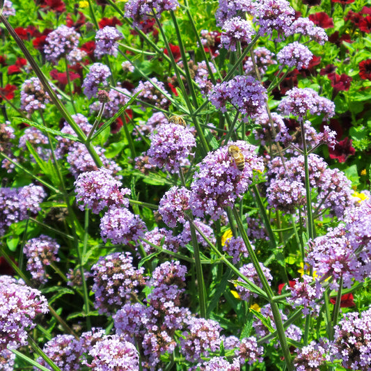 A bee collects nectar from Meteor Shower® Verbena's lilac-purple clusters, surrounded by green stems and leaves with red flowers in the background on a sunny day - Photo Property of Garden Crossings LLC.