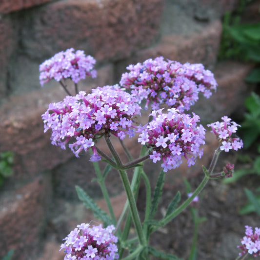 Lilac-purple clusters of Meteor Shower® Verbena bloom on tall green stems against red and gray brick steps - Photo Property of Garden Crossings LLC.