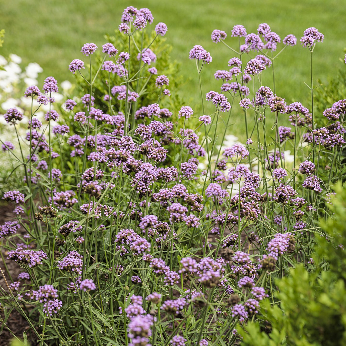 Meteor Shower® Verbena - Photo Courtesy of Proven Winners, Inc.