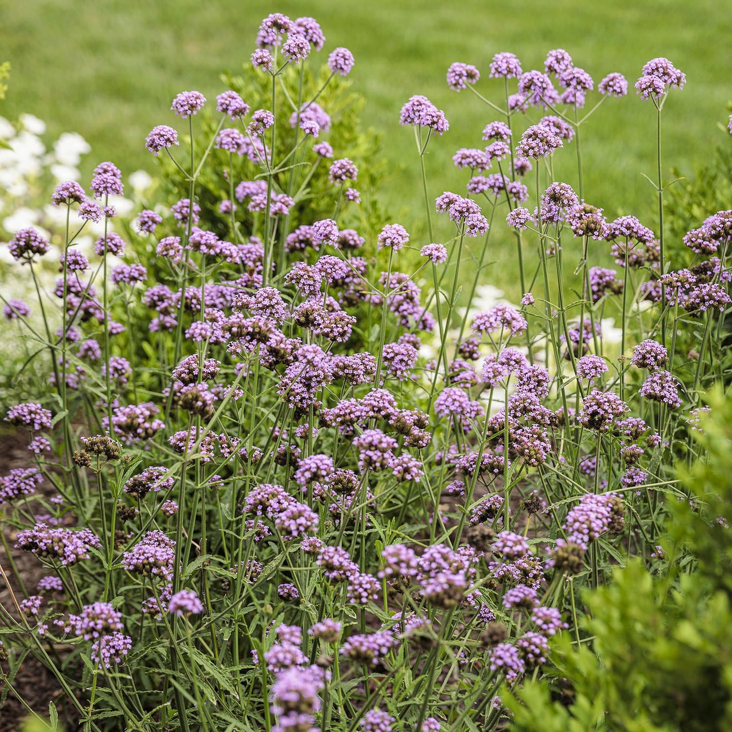 Tall, slender green stems topped with clusters of lilac-purple flowers of Meteor Shower® Verbena alongside green grass and other plants in the background - Photo Courtesy of Proven Winners, Inc.