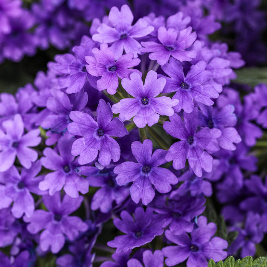 A close-up of Superbena® Cobalt™ Verbena shows vibrant purple and royal blue flowers clustered together, with delicate petals, tiny central buds, and green leaves partly visible in the background - Photo Courtesy of Proven Winners, Inc.