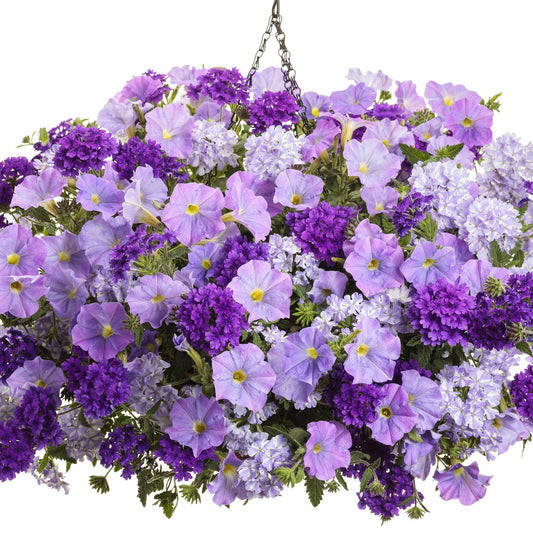 A hanging basket brimming with Superbena® Cobalt™ Verbena, featuring royal blue to deep violet blooms and fresh green foliage, with a metal hanging chain visible at the top - Photo Courtesy of Proven Winners, Inc. Decorative pot not included.