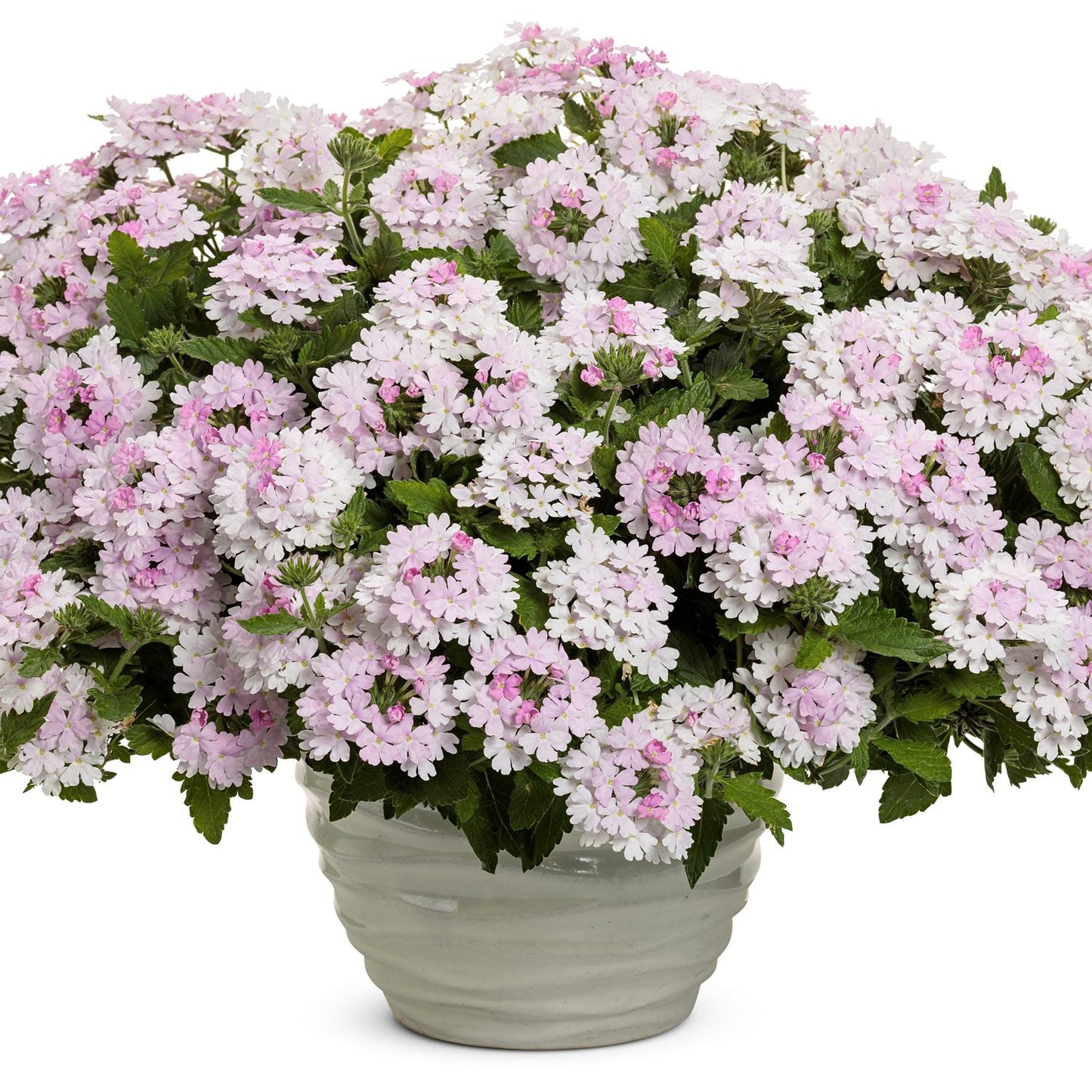 A white ceramic pot features lush green foliage and Superbena® Pink Cashmere™ Verbena, showcasing small pale pink and white flowers forms a dense, rounded display against a white background - Photo Courtesy of Proven Winners, Inc. Decorative pot not included.