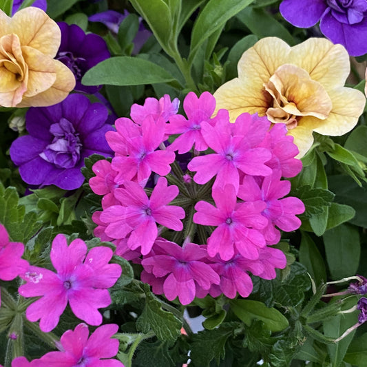Superbena® Pink Shades Verbena - Photo Property of Garden Crossings LLC