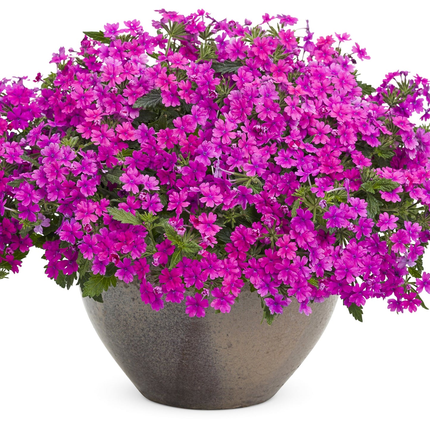 A large, round ceramic pot filled with vibrant Superbena® Pink Shades Verbena, showcasing striking magenta-pink, long-blooming flowers and lush green leaves peeking through the dense clusters of blossoms - Photo Courtesy of Proven Winners, Inc. Decorative pot not included.