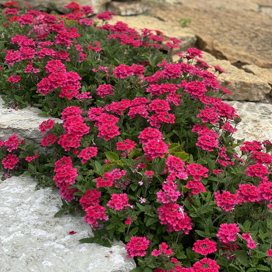 A cluster of Superbena® Raspberry Verbena bright pink flowers grows by a stone path, bordered with light rocks and green foliage, creating a vibrant, drought-tolerant annual display - Photo Property of Garden Crossings LLC.
