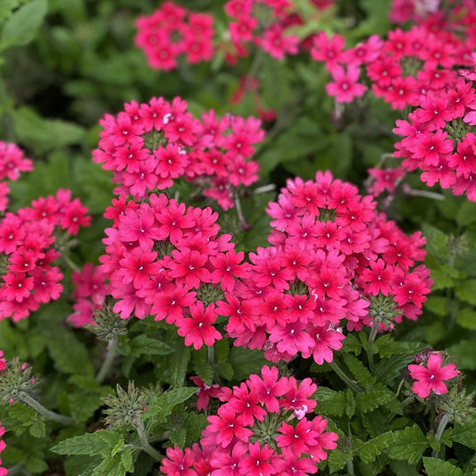 Superbena® Raspberry Verbena features vibrant raspberry blooms above lush green foliage, adding bright color and energy to your garden - Photo Property of Garden Crossings LLC.