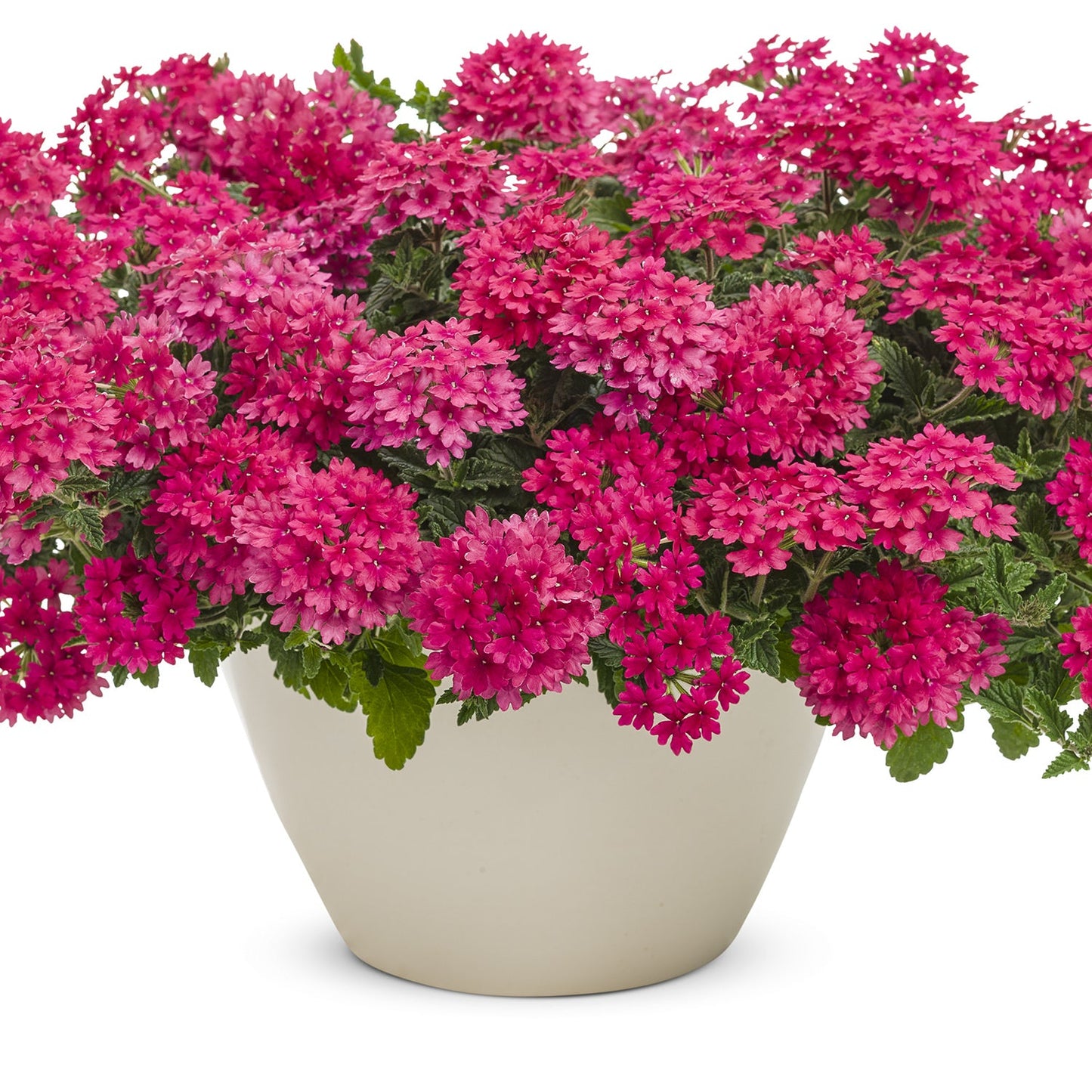 A cream pot showcases Superbena® Raspberry Verbena in full bloom, vibrant pink flowers and green foliage contrasting against a white background - Photo Courtesy of Proven Winners, Inc. Decorative pot not included.