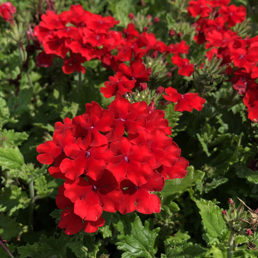 Superbena® Red Verbena - Photo Property of Garden Crossings LLC