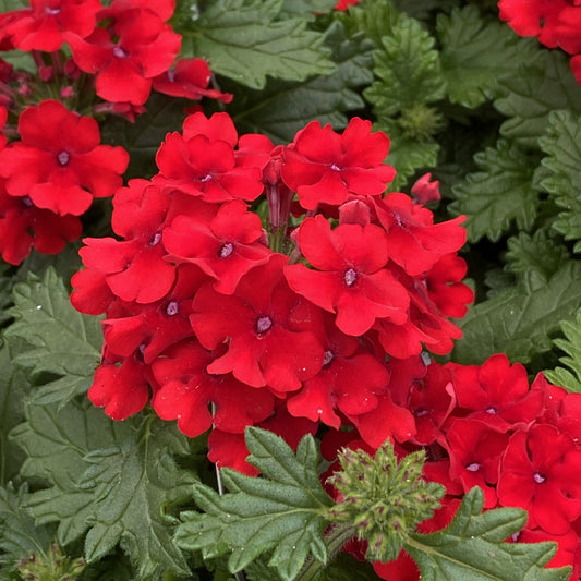 Superbena® Red Verbena - Photo Property of Garden Crossings LLC