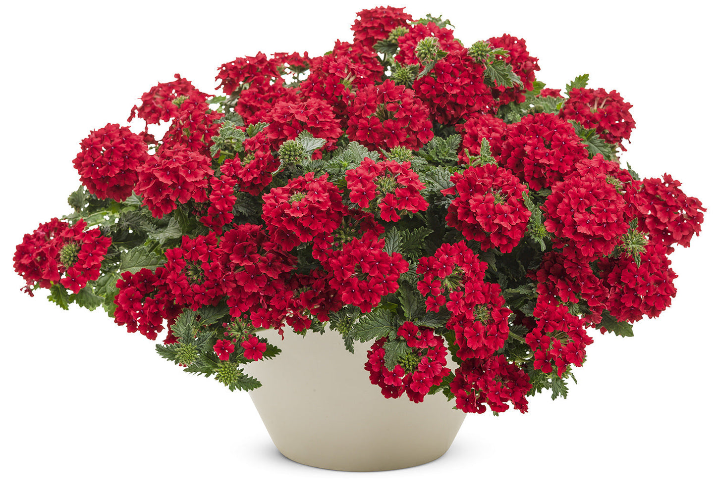 A cream-colored pot displays lush green leaves and dome clusters of Superbena® Red Verbena, a drought-tolerant annual with vivid red blooms, perfect for adding vibrant color to any setting - Photo Courtesy of Proven Winners, Inc. Decorative pot not included.