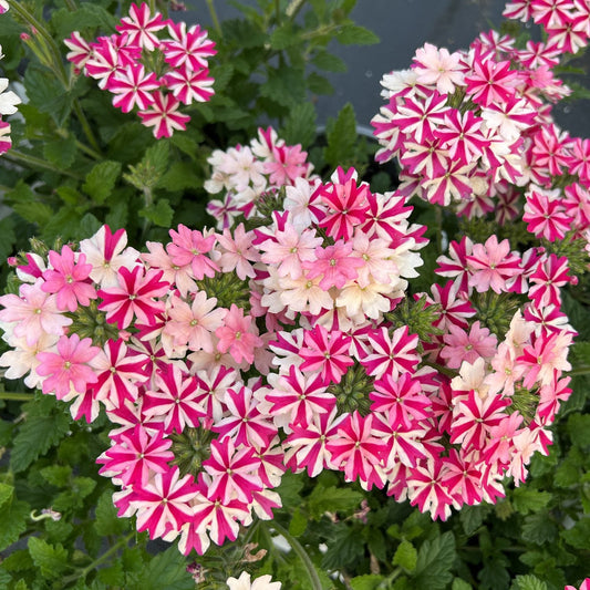 Superbena® Cherryburst Verbena features clusters of pink, white, and red-striped blooms with green foliage - Photo Property of Garden Crossings LLC.