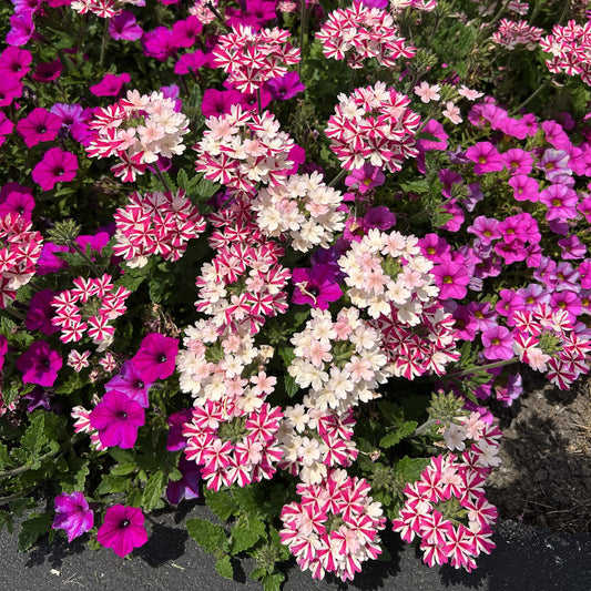 Superbena® Cherryburst Verbena - Photo Property of Garden Crossings LLC
