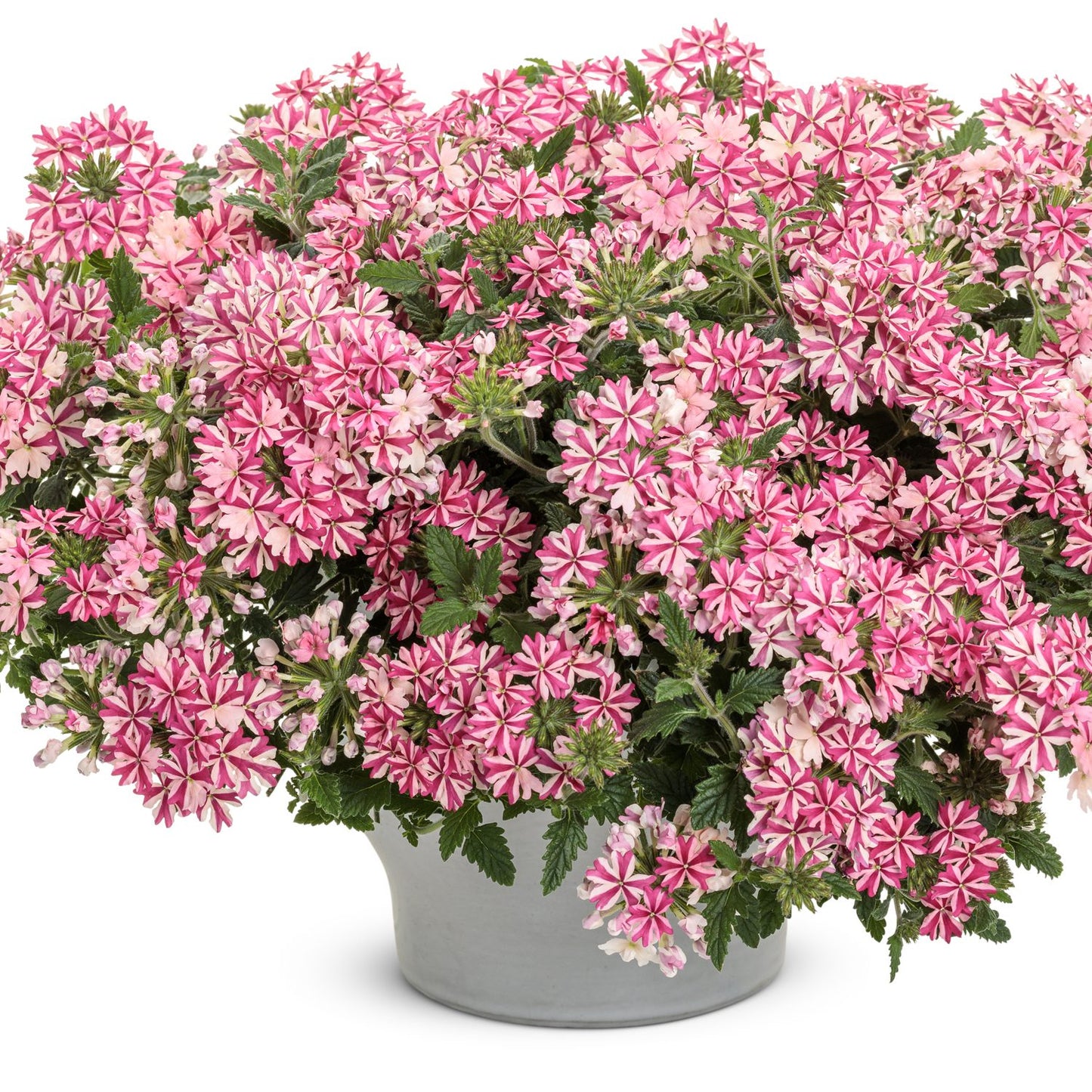 A white pot holds lush green foliage and clusters of pink-and-white striped, star-shaped Superbena® Cherryburst Verbena flowers—an attractive plant for butterflies—set against a plain white background - Photo Courtesy of Proven Winners, Inc. Decorative pot not included.