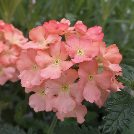 Superbena® Peachy Keen Verbena - Photo Property of Garden Crossings LLC