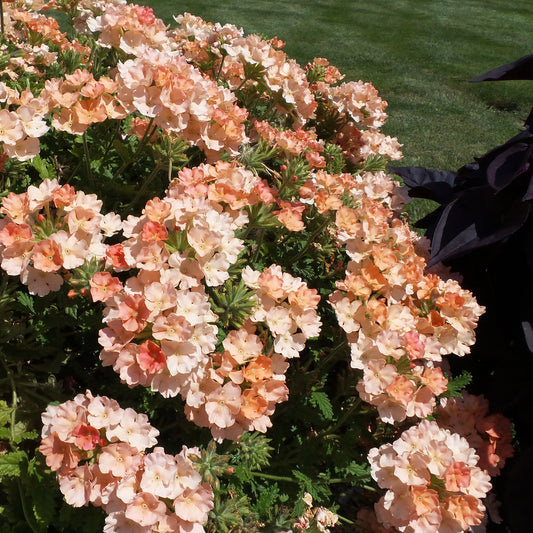 Superbena® Peachy Keen Verbena - Photo Property of Garden Crossings LLC