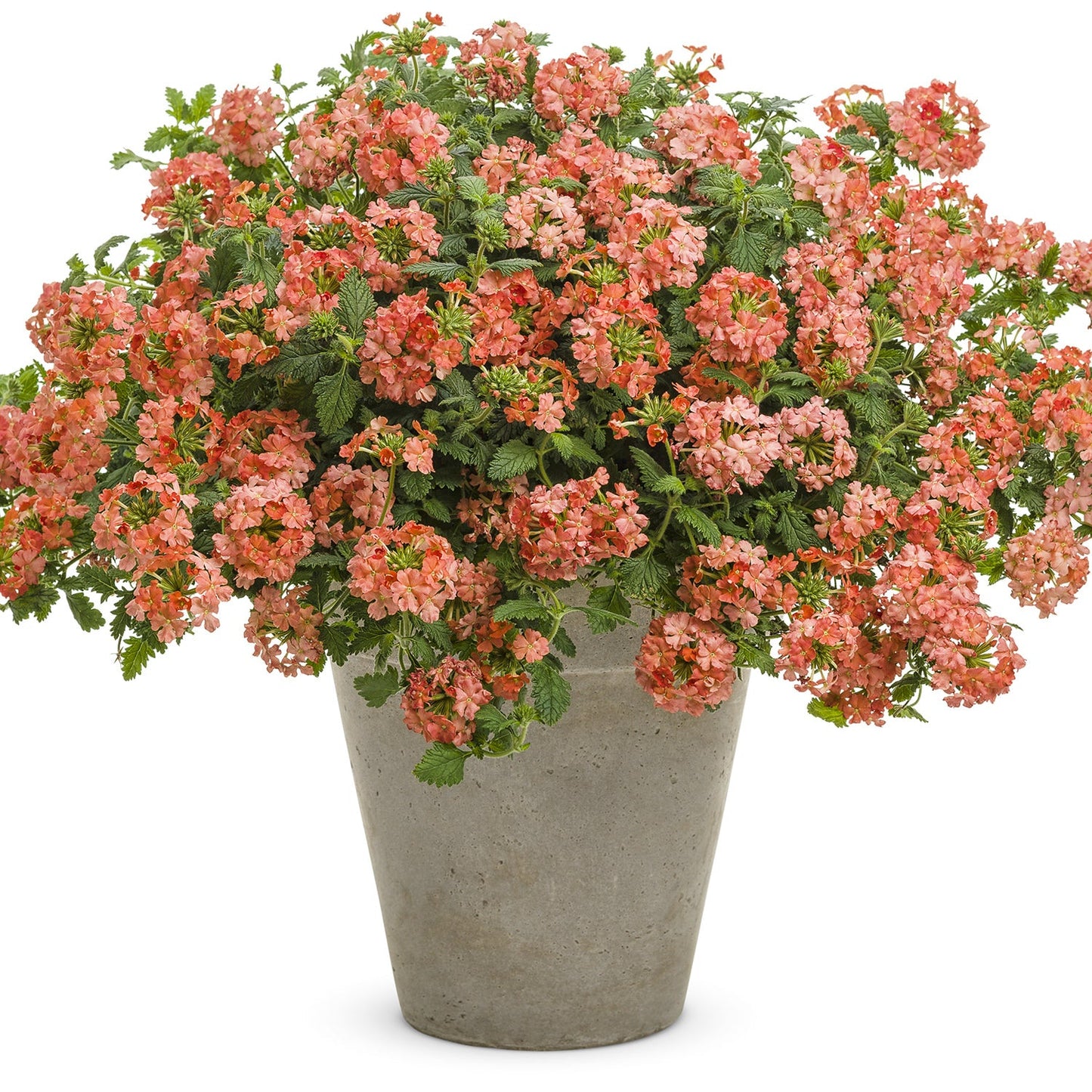 A large grey planter overflows with lush foliage and clusters of peach flowers from Superbena® Peachy Keen Verbena, creating a vibrant, full display - Photo Courtesy of Proven Winners, Inc. Decorative pot not included.