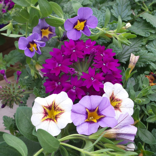 Superbena Royale® Plum Wine Verbena - Photo Property of Garden Crossings LLC