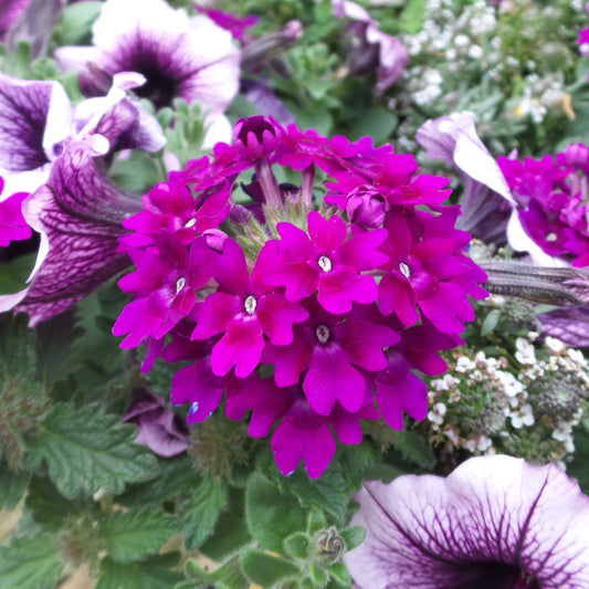 Superbena Royale® Plum Wine Verbena - Photo Property of Garden Crossings LLC
