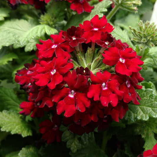 Superbena Royale® Romance Verbena - Photo Property of Garden Crossings LLC