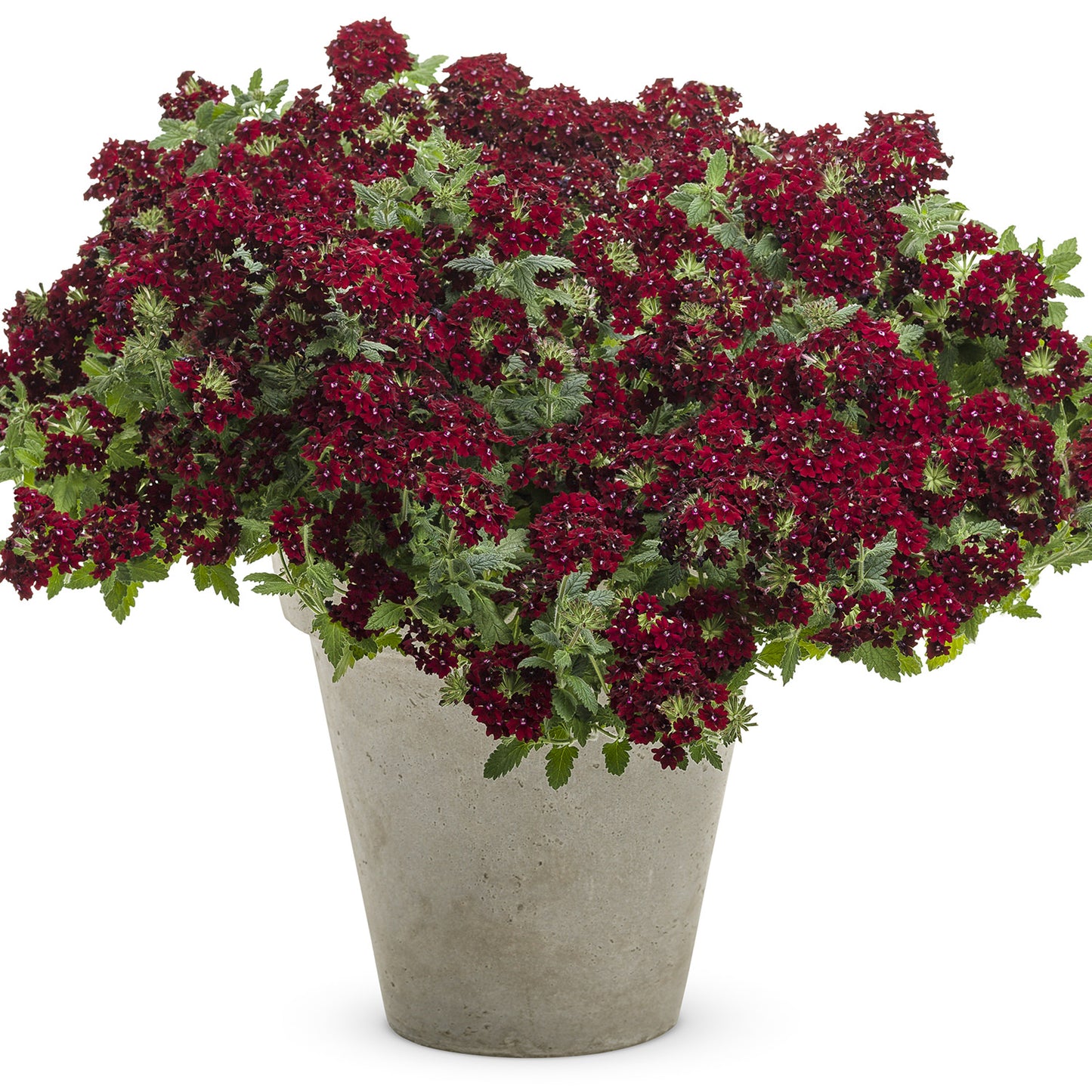 Superbena Royale® Romance Verbena - Photo Courtesy of Proven Winners, Inc.