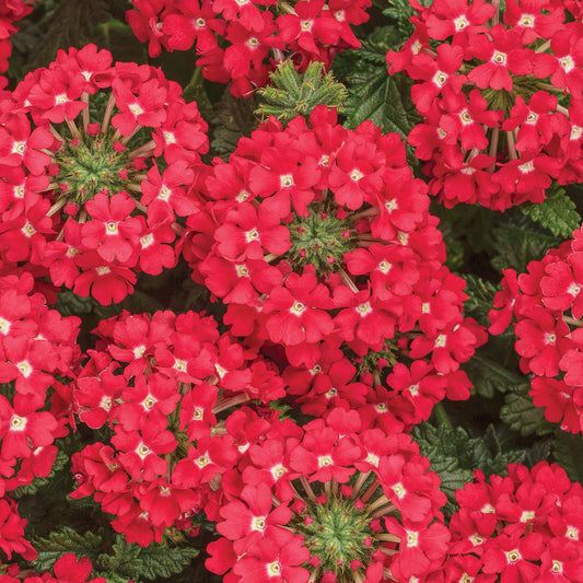 Superbena® Scarlet Star Verbena features vibrant red flowers with small white centers and dark green serrated leaves. These drought-tolerant annuals produce densely packed blooms for a colorful, lush display - Photo Courtesy of Proven Winners, Inc.