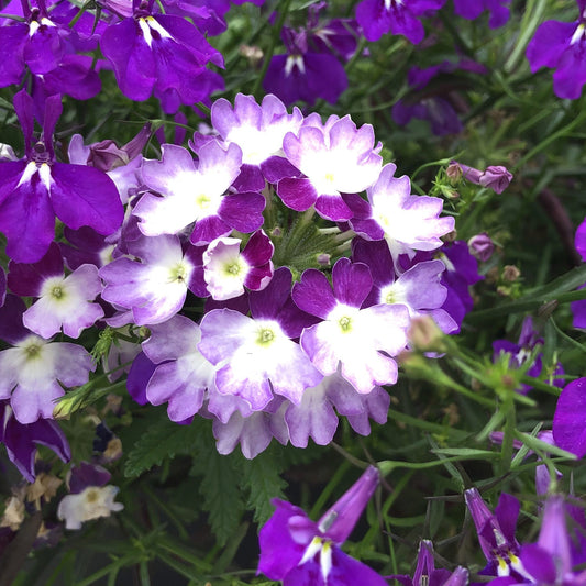 Close-up of drought-tolerant ground cover, Superbena Sparkling® Amethyst Verbena, with clusters of vibrant bi-colored violet and white flowers blooming amid green foliage and other purple blossoms - Photo Property of Garden Crossings LLC.