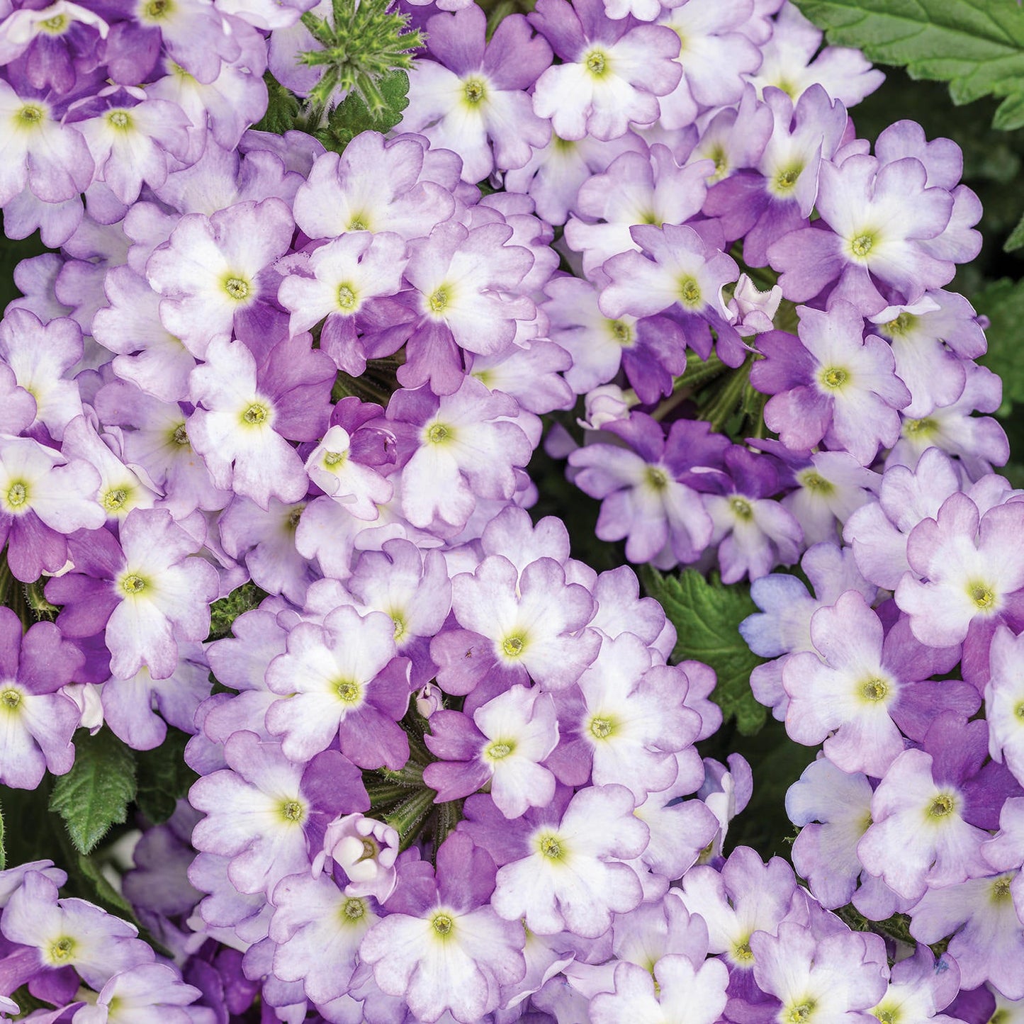 Superbena Sparkling® Amethyst Verbena features clusters of small, delicate violet and white flowers with yellow centers amid green leaves - Photo Courtesy of Proven Winners, Inc.