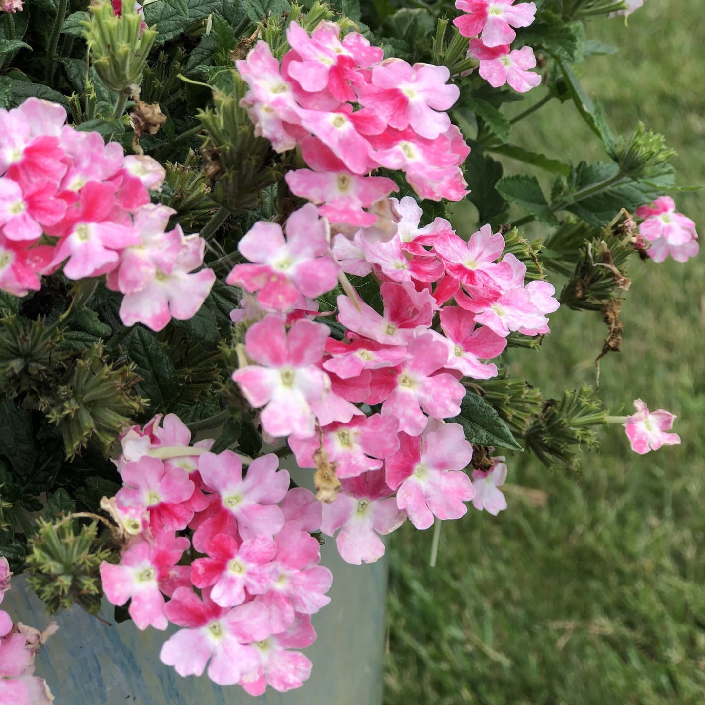 Superbena Sparkling® Rose Verbena displays clusters of light pink blooms with white centers among green leaves, thriving outdoors - Photo Property of Garden Crossings LLC. Decorative pot not included.