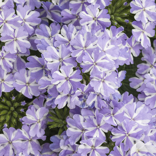 Superbena® Stormburst Verbena - Photo Courtesy of Proven Winners, Inc.