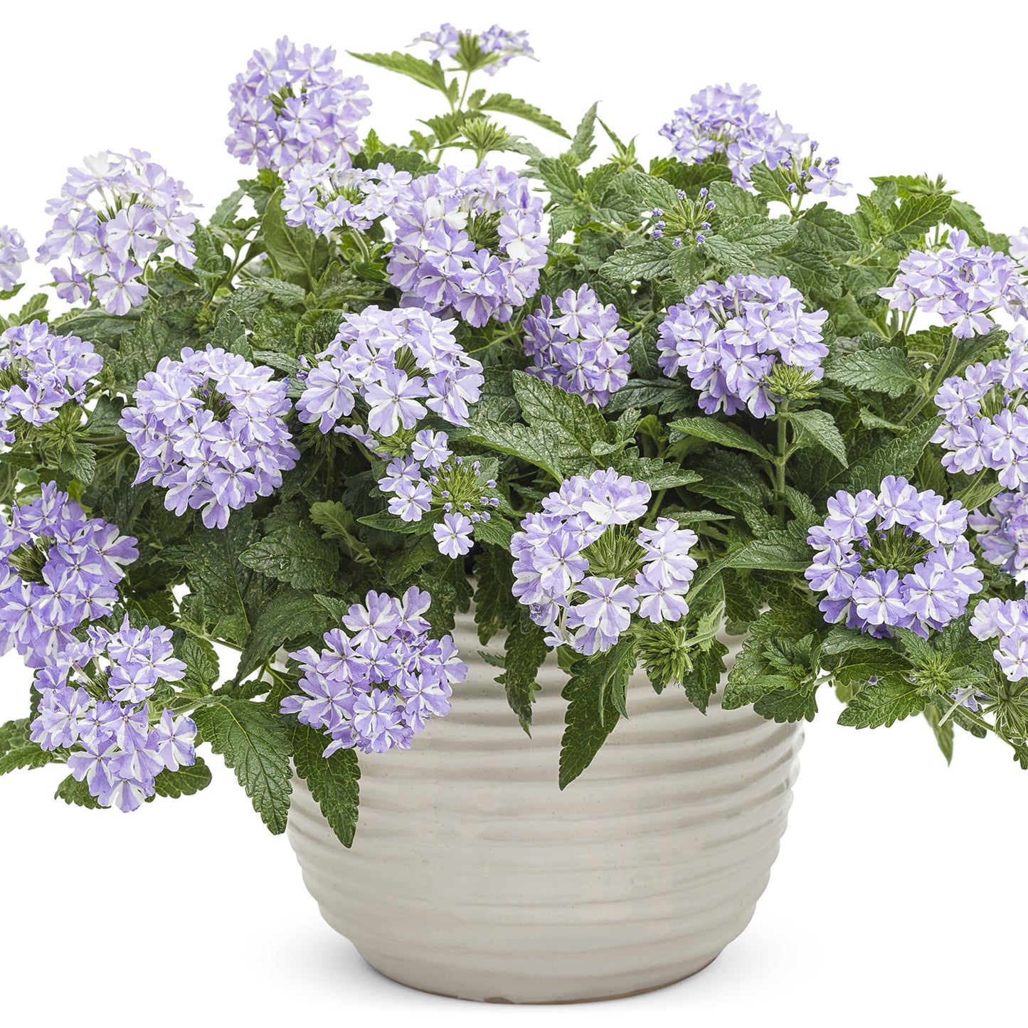 Superbena® Stormburst Verbena - Photo Courtesy of Proven Winners, Inc.
