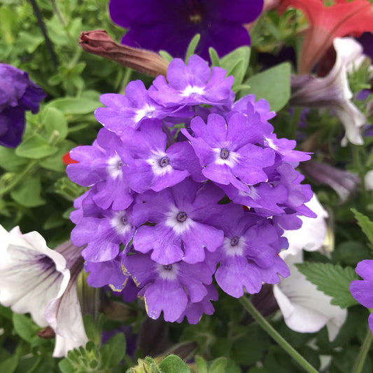 Superbena® Violet Ice Verbena - Photo Property of Garden Crossings LLC