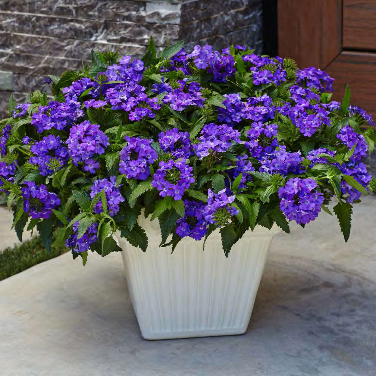 A white planter with lush green leaves and Superbena® Violet Ice Verbena sits on a paved surface near a stone wall and wooden door, its lavender blooms attracting butterflies - Photo Courtesy of Proven Winners, Inc. Decorative pot not included.
