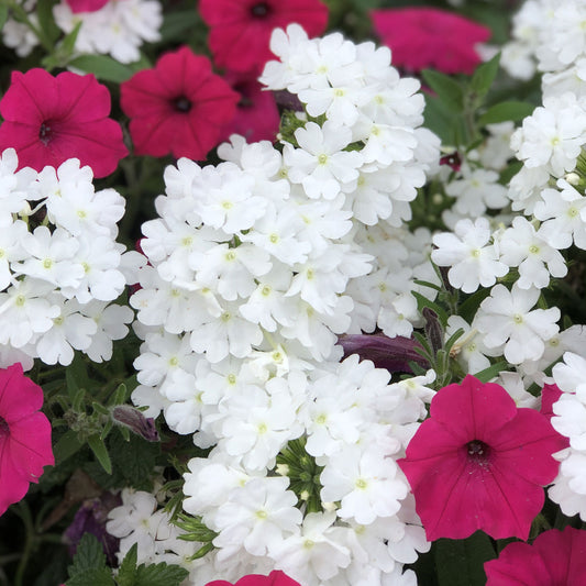Superbena® Whiteout™ Verbena - Photo Property of Garden Crossings LLC